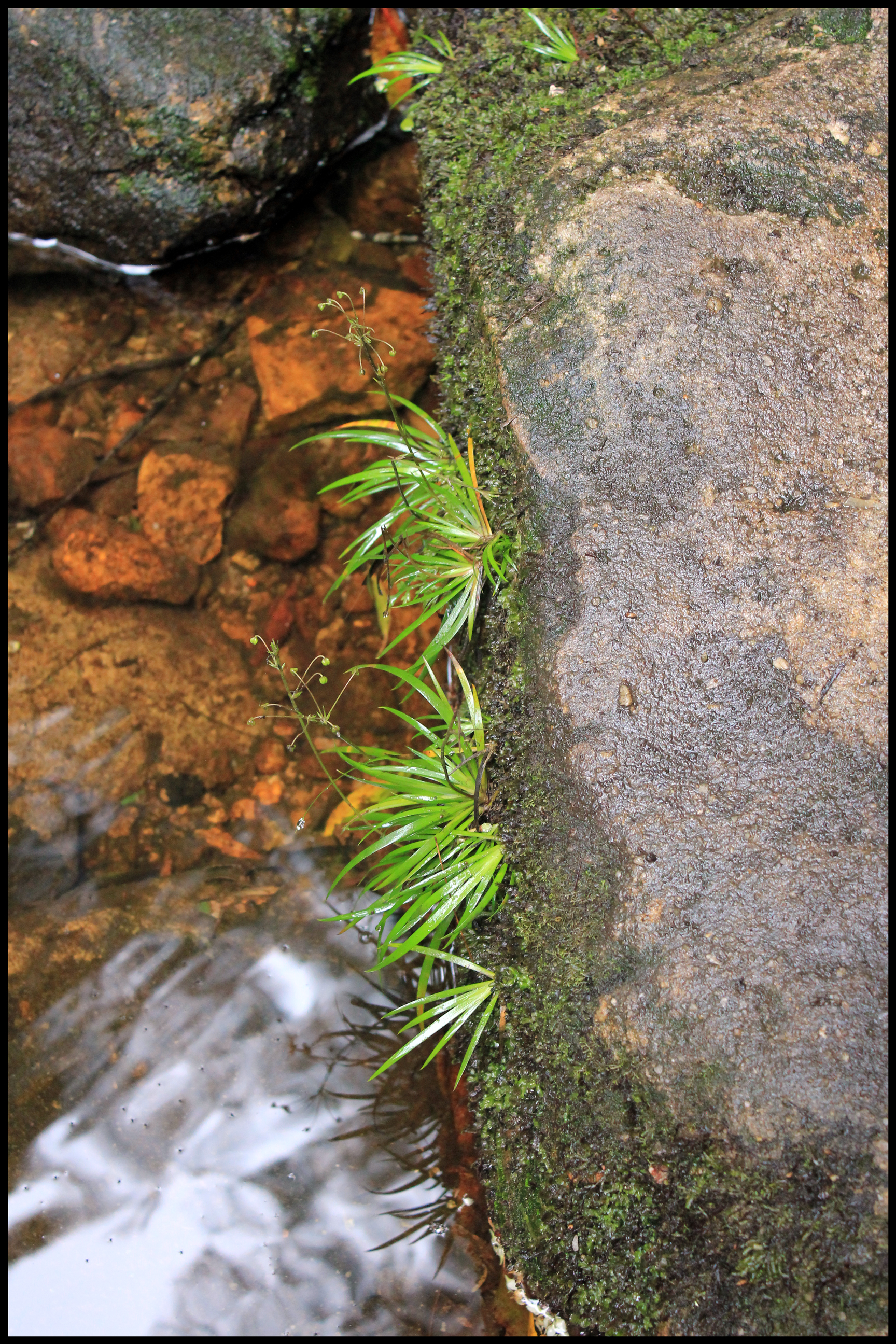 Blackheath, New South Wales Australia