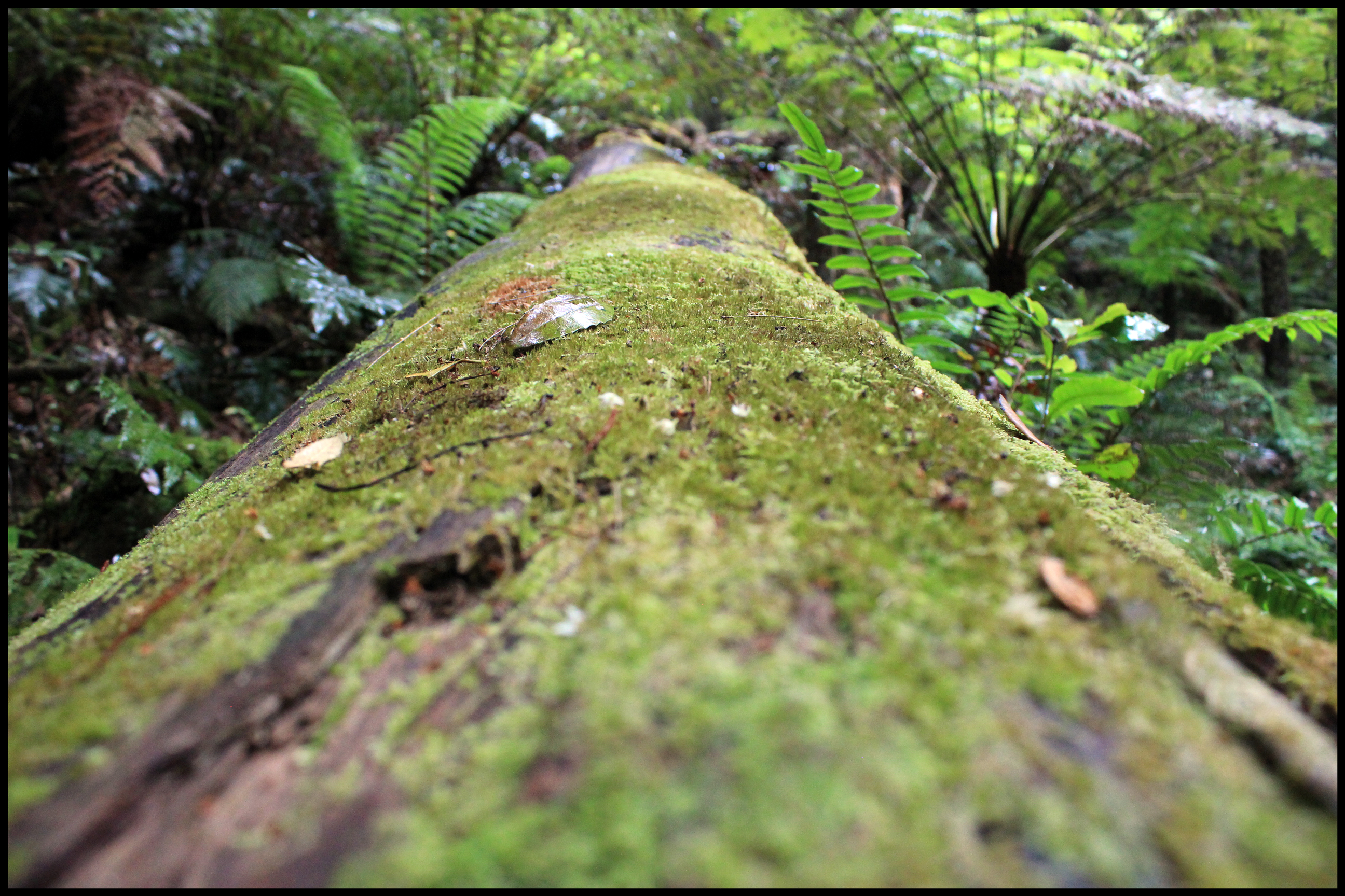 Blackheath, New South Wales Australia