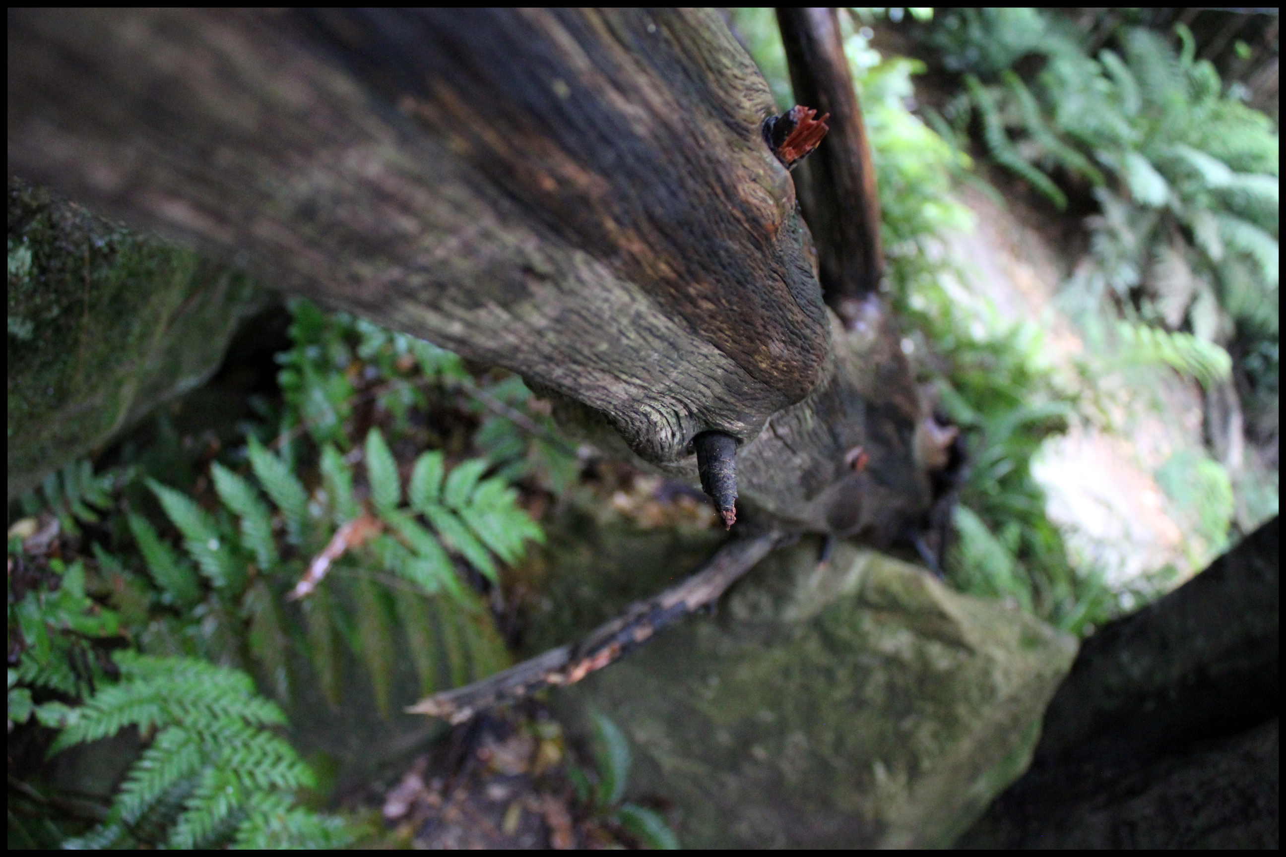 Blackheath, New South Wales Australia