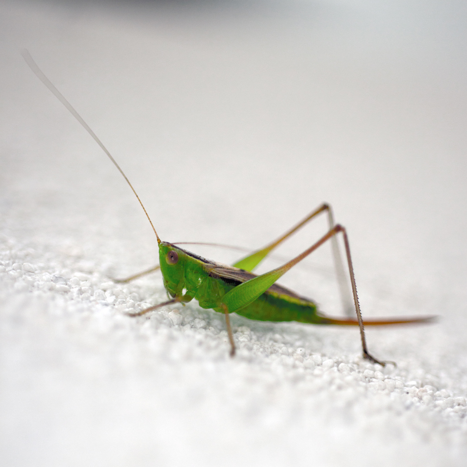 Grasshopper