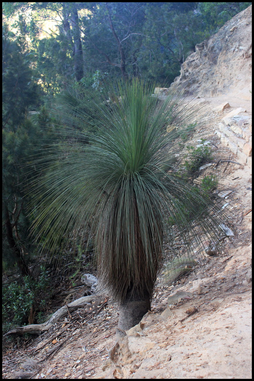 Springwood, New South Wales Australia