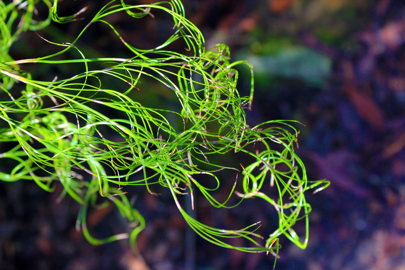 Wentworth Falls, New South Wales Australia