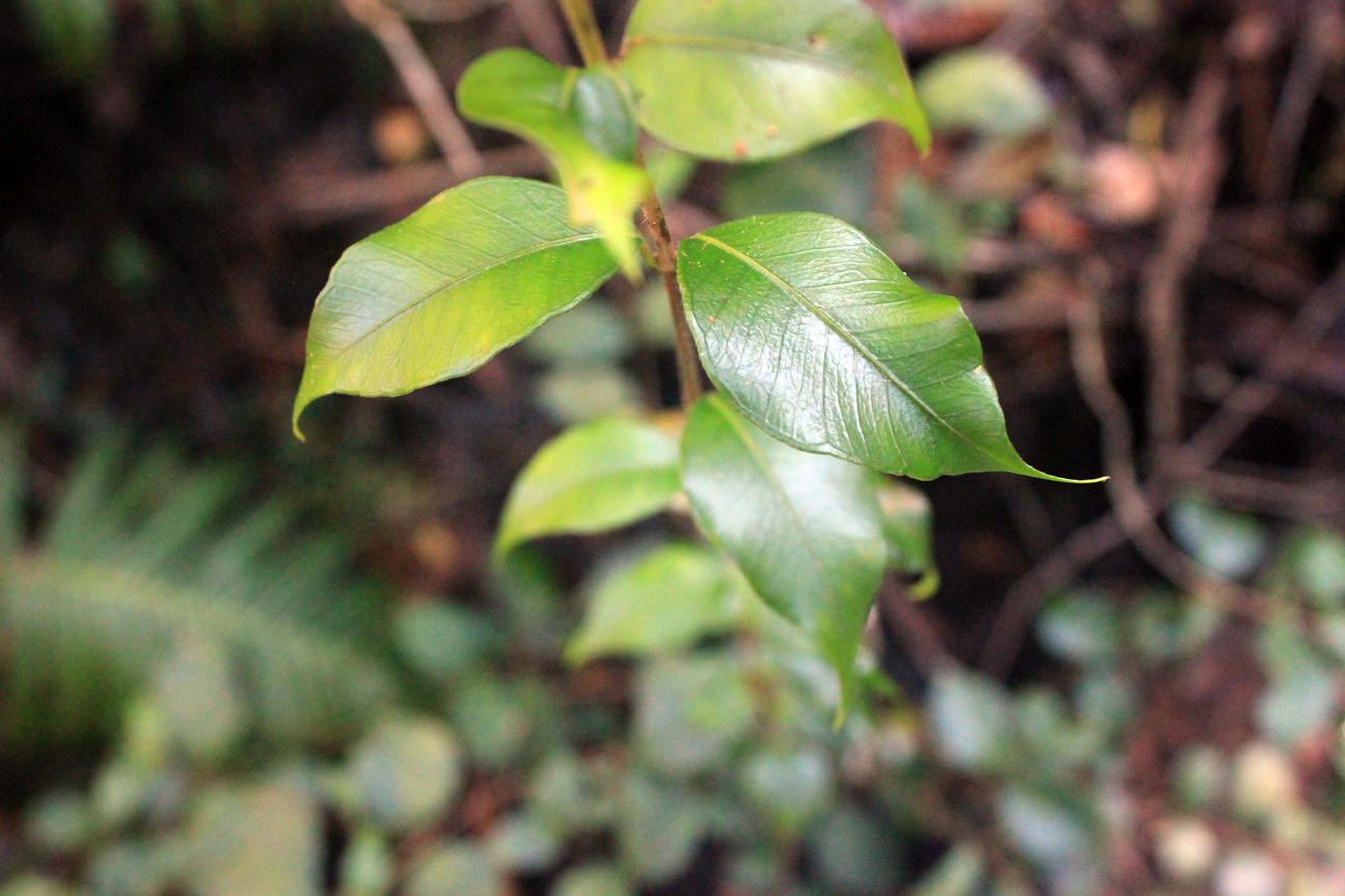 Wentworth Falls, New South Wales Australia