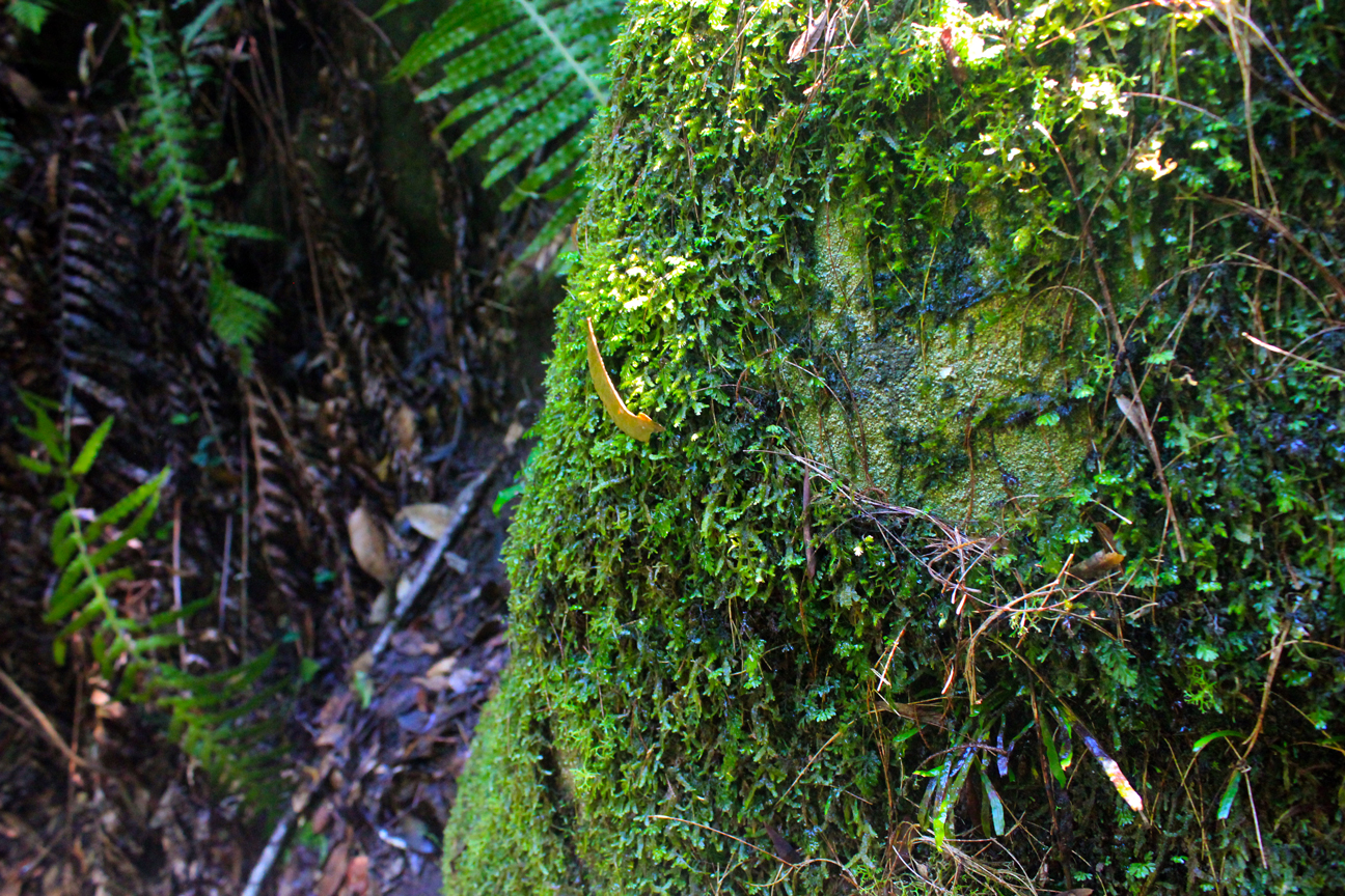 Wentworth Falls, New South Wales Australia