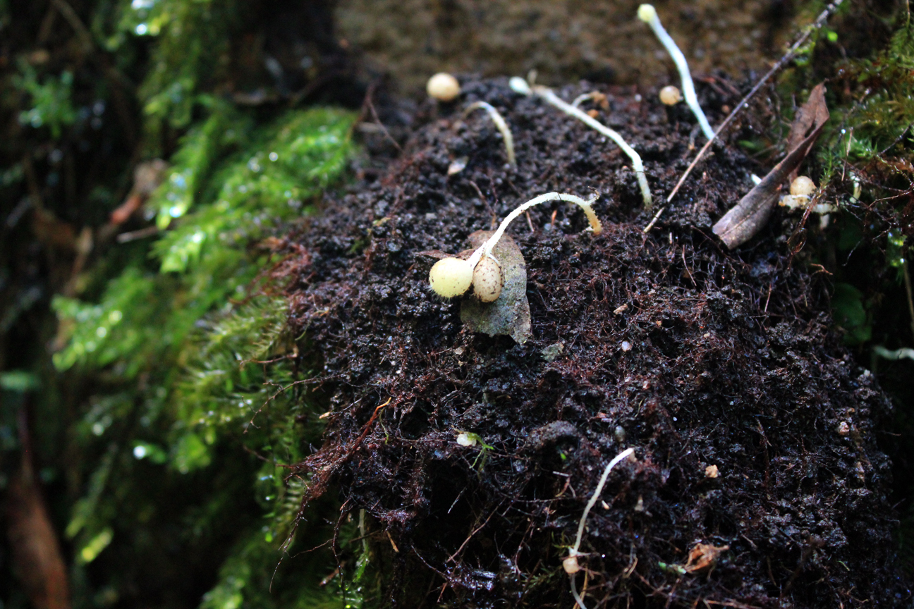 Wentworth Falls, New South Wales Australia