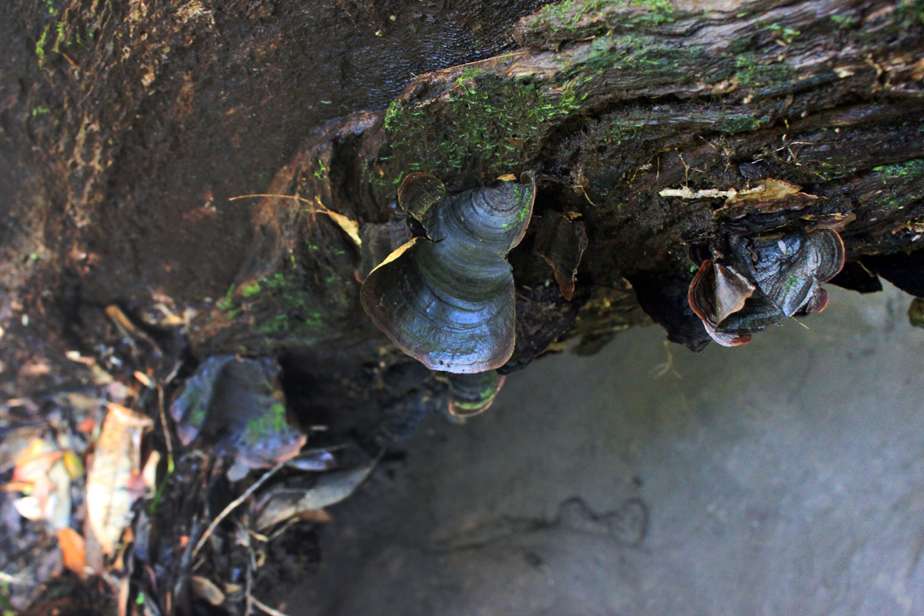 Wentworth Falls, New South Wales Australia