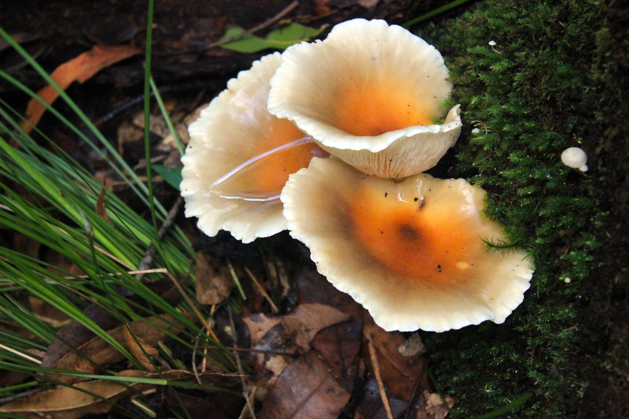 Wentworth Falls, New South Wales Australia